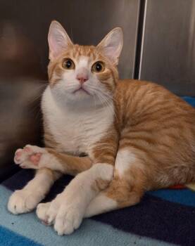 Domestic Short Hair Cats Available for Adoption in Ocala, Florida - Clemens (Petsmart) | PetCurious