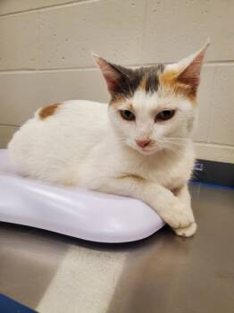 Rescue Domestic Short Hair Cats for Adoption in Sheboygan, Wisconsin - Callie | PetCurious