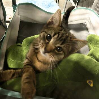 Dory -  Domestic Short Hair Cat for Adoption in Elkins, West Virginia - Dory | PetCurious