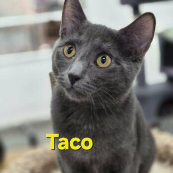 Taco & Pebble -  Domestic Short Hair Cat for Adoption in West Palm Beach, Florida - Taco & Pebble | PetCurious