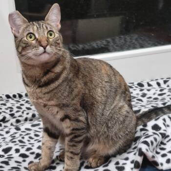 Rescue Domestic Short Hair and Tabby Cats for Adoption in San Jose, California - Mishi | PetCurious