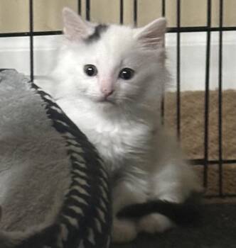 Domestic Medium Hair Cats Available for Adoption in Hoffman Estates, Illinois - Sully | PetCurious