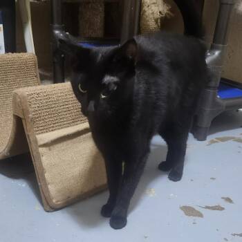 Domestic Short Hair Cats Available for Adoption in Casa Grande, Arizona - Abitail | PetCurious
