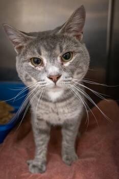 American Shorthair and Tabby Cats Available for Adoption in Greenville, Delaware - Leaf (FCID# 05/13/2026 - 21 Trainer) | PetCurious