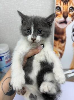 Tilly -  Domestic Short Hair Cat for Adoption in Pomona, New York - Tilly | PetCurious