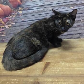 Midge -  Domestic Short Hair Cat for Adoption in Normal, Illinois - Midge | PetCurious