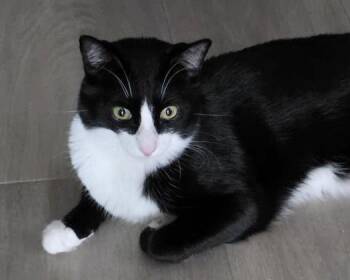 Big Ben Buckingham -  Domestic Short Hair and Tuxedo Cat for Adoption in Chandler, Arizona - Big Ben Buckingham | PetCurious