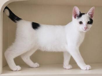 Cool Hwip -  Domestic Short Hair Cat for Adoption in Sebastian, Florida - Cool Hwip | PetCurious