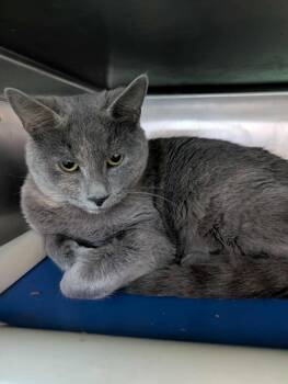 Rescue Domestic Short Hair Cats for Adoption in Rustburg, Virginia - Gertrude: At Shelter | PetCurious