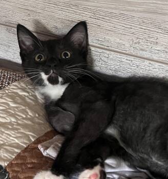 Spock -  Domestic Short Hair Cat for Adoption in Bellmawr, New Jersey - Spock | PetCurious