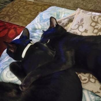 Domestic Short Hair Cats Available for Adoption - Cowboy | PetCurious