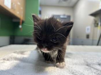 Bolt -  Domestic Short Hair Cat for Adoption in Kansas City, Missouri - Bolt | PetCurious