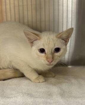 Domestic Short Hair Cats Available for Adoption in Palm Coast, Florida - Andrea | PetCurious