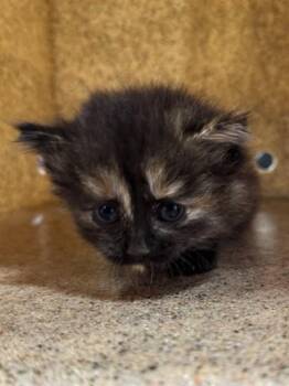 LIL