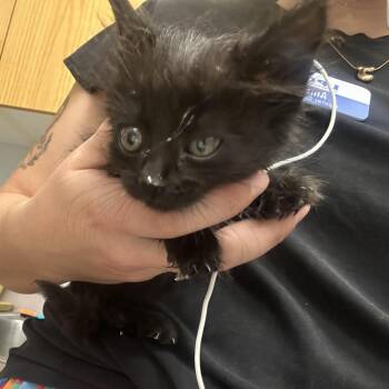 Dove -  Domestic Short Hair Cat for Adoption in Durango, Colorado - Dove | PetCurious
