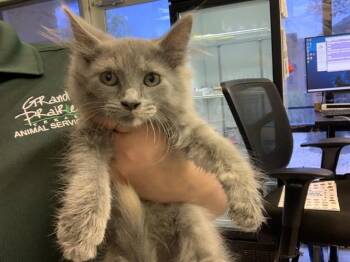 Domestic Medium Hair and Domestic Short Hair Cats Available for Adoption in Grand Prairie, Texas - SABLE | PetCurious
