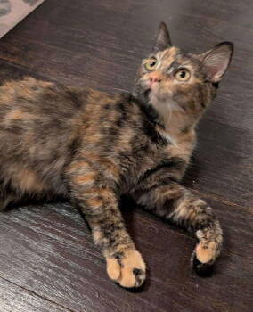 Rescue Domestic Short Hair Cats for Adoption in Cromwell, Kentucky - Priscilla | PetCurious