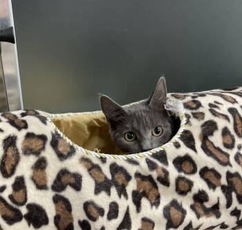 Willow -  Domestic Short Hair Cat for Adoption in Milltown, New Jersey - Willow | PetCurious
