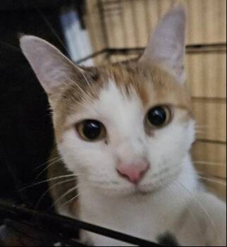 Rescue Domestic Short Hair Cats for Adoption in Evans City, Pennsylvania - Lizzie | PetCurious