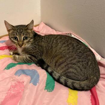 Reba McEntire -  Domestic Short Hair Cat for Adoption in Crookston, Minnesota - Reba McEntire | PetCurious