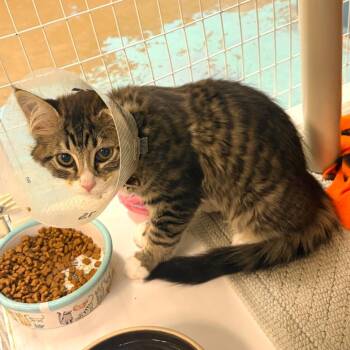 Poseidon -  Domestic Medium Hair and Domestic Short Hair Cat for Adoption in Woodinville, Washington - Poseidon | PetCurious