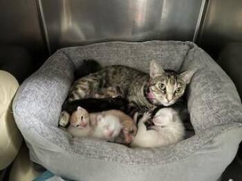 Domestic Short Hair Cats Available for Adoption - Gabriella | PetCurious