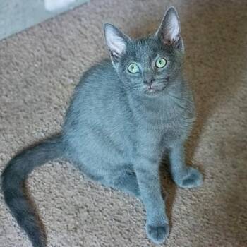 Julian -  Domestic Short Hair Cat for Adoption in Shippenville, Pennsylvania - Julian | PetCurious
