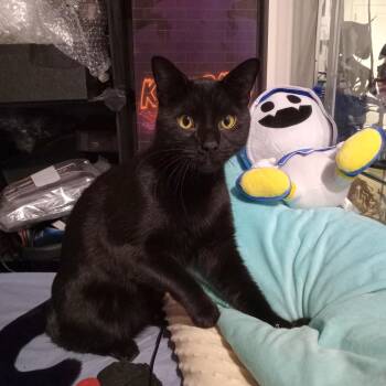 Rescue Domestic Short Hair Cats for Adoption in New York, New York - BAT - Your Shadow! | PetCurious