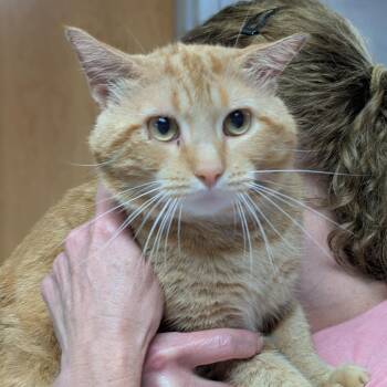 Tang -  Domestic Short Hair Cat for Adoption in Canton, Illinois - Tang | PetCurious