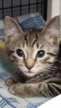 Breeze -  Domestic Short Hair Cat for Adoption in Trenton, New Jersey - Breeze | PetCurious
