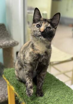 Domestic Short Hair Cats Available for Adoption - Suri | PetCurious