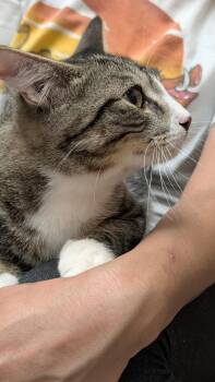 Rescue Domestic Short Hair Cats for Adoption in Chandler, Arizona - Dean Star | PetCurious