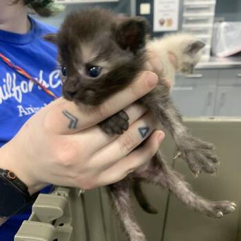 Connections -  Domestic Short Hair Cat for Adoption in Greensboro, North Carolina - Connections | PetCurious