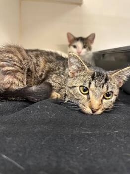 Sophie (Buchanan) -  Domestic Short Hair Cat for Adoption in Johnson City, Tennessee - Sophie (Buchanan) | PetCurious