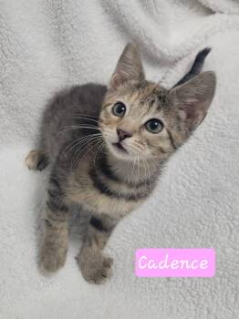 Cadence -  Domestic Short Hair Cat for Adoption in Laplace, Louisiana - Cadence | PetCurious