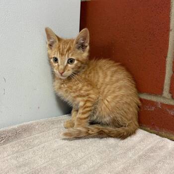 Dorian -  Domestic Short Hair Cat for Adoption in Cabot, Arkansas - Dorian | PetCurious