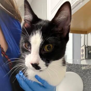 Orca -  Domestic Short Hair Cat for Adoption in Greenville, South Carolina - Orca | PetCurious