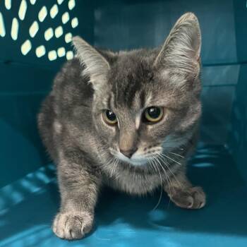 Princess Grace -  Domestic Short Hair Cat for Adoption in Oak Park, Illinois - Princess Grace | PetCurious