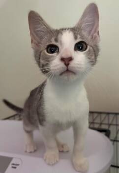 Hazel -  Domestic Short Hair Cat for Adoption in Little Rock, Arkansas - Hazel | PetCurious