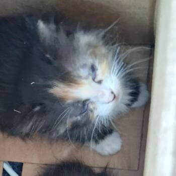Chili Cheese -  Domestic Long Hair Cat for Adoption in Long Beach, California - Chili Cheese | PetCurious