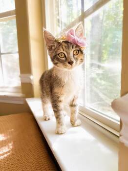 Corn -  Tortoiseshell and Domestic Short Hair Cat for Adoption in Mooresville, North Carolina - Corn | PetCurious