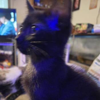 Nessie C11001 -  Domestic Short Hair Cat for Adoption - Nessie C11001 | PetCurious
