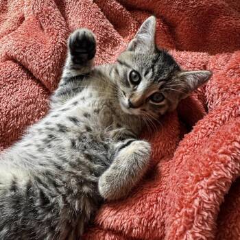 Spitfire -  Domestic Short Hair Cat for Adoption in Fresno, California - Spitfire | PetCurious