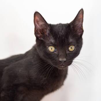 Domestic Short Hair Cats Available for Adoption - Salem | PetCurious