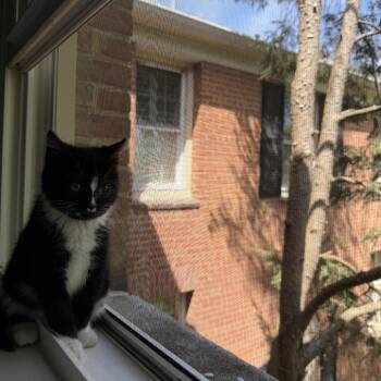 Domestic Short Hair Cats Available for Adoption in Silver Spring, Maryland - Claire | PetCurious