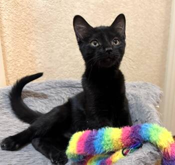 Truffles -  Domestic Short Hair Cat for Adoption in Bentonville, Arkansas - Truffles | PetCurious
