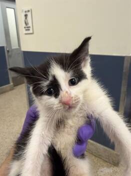 Domestic Short Hair Cats Available for Adoption - MANNY | PetCurious