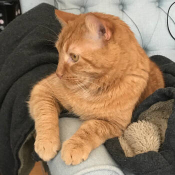 Rescue Domestic Short Hair Cats for Adoption in Merrifield, Virginia - Gus Roanoke | PetCurious