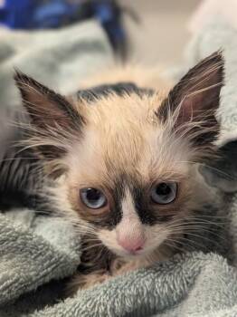 Domestic Short Hair Cats Available for Adoption in Ontario, California - DIPSTICK - ADOPTION PENDING | PetCurious