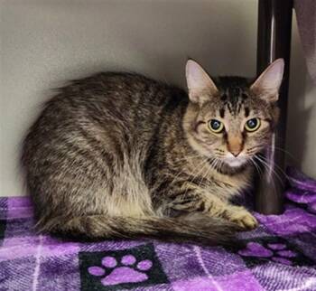 DEE-DEE -  Domestic Long Hair Cat Available for Adoption in Kalamazoo, Michigan - DEE-DEE | PetCurious